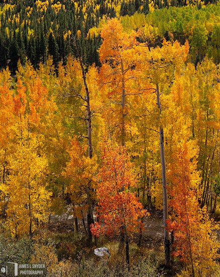 Colorado Autumn Glory