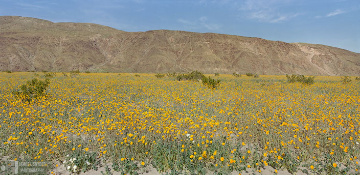 Desert Gold Meadow