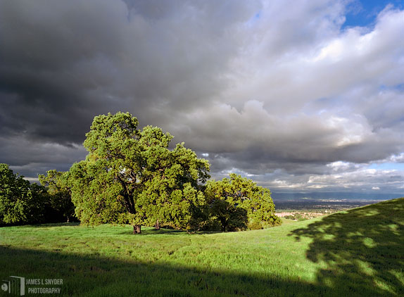 Green Oaks and Storm Clouds