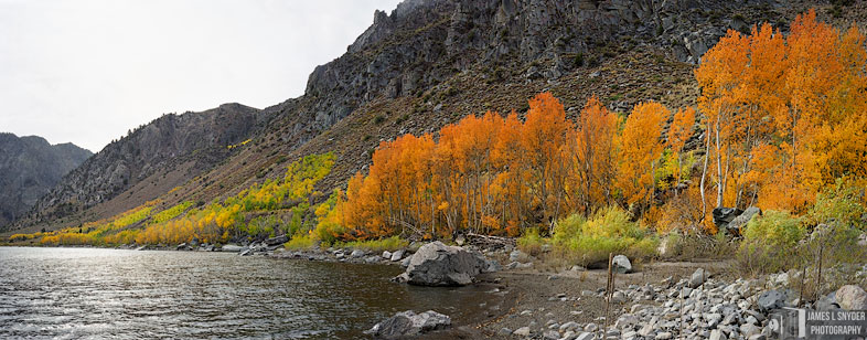 Orange Aspens by Grant Lake