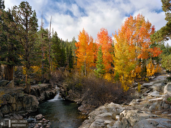 Aspens by tiny Waterfall