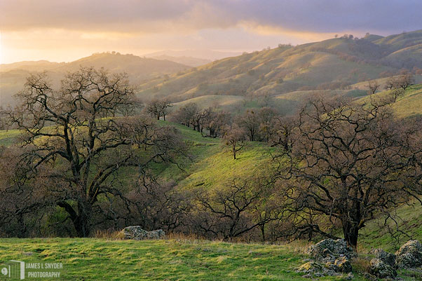 The Enchanted Forest
