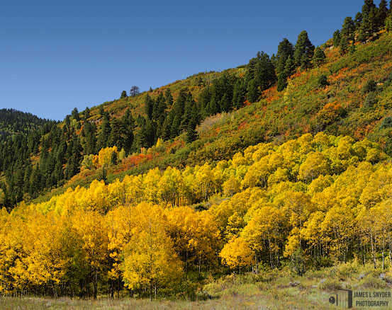 Lemon Aspens and Mountainside