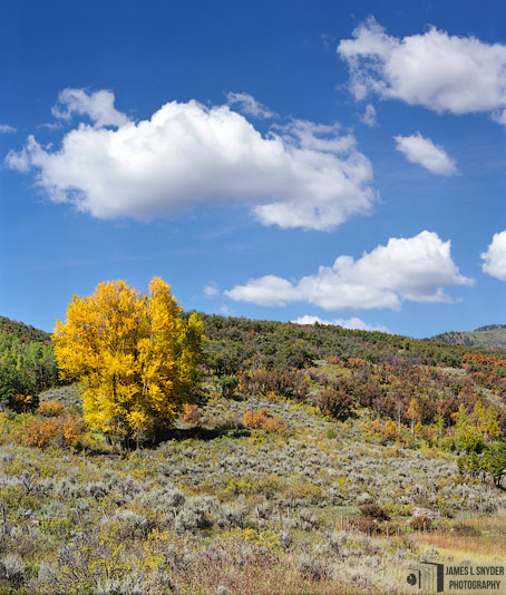 Golden Willow, High Desert Foothills