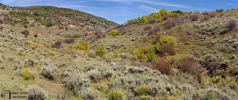 High Desert Garden