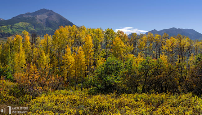 Golden Aspens, West Elk Mountains