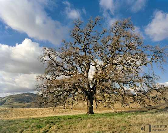 The Grandest Oak, Late Afternoon