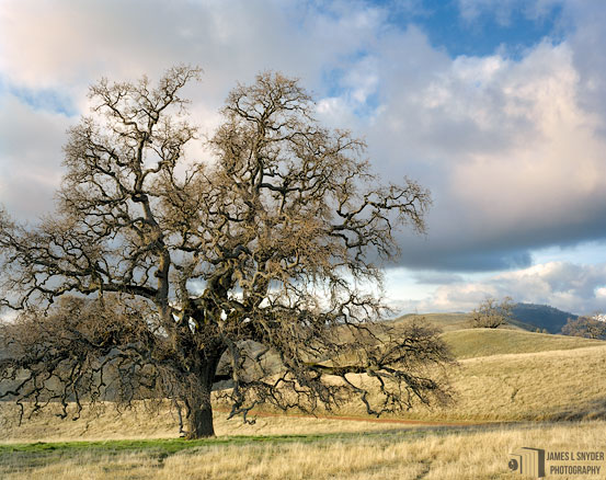 The Grandest Oak