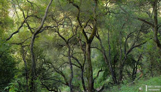 Hillside Wood