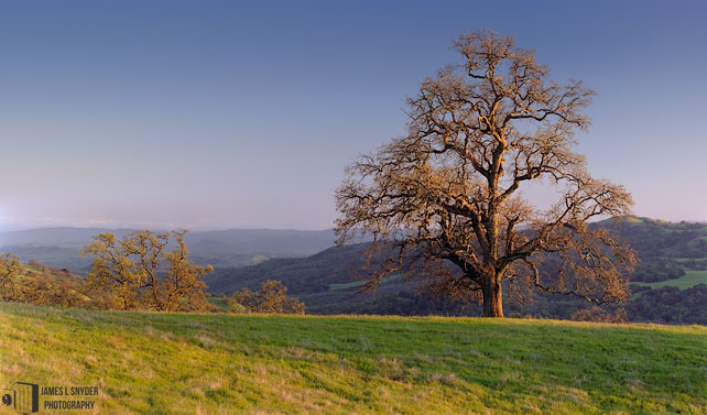 Majestic Oak at Sunset