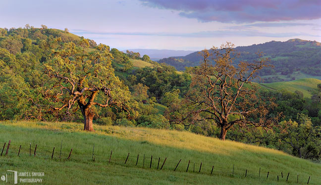 Two Oaks at Sunset