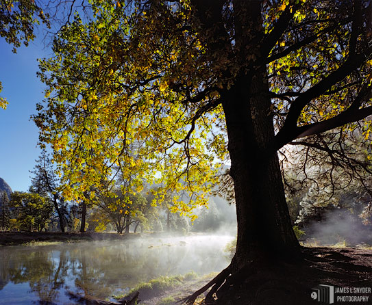 Merced River, Early Morning