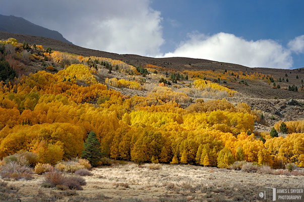 Sierra Autumn Glory