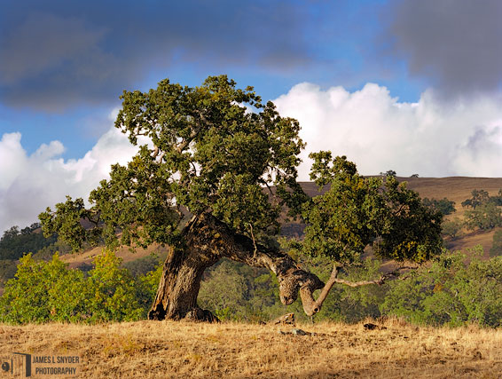 Little Old Oak on Tan Ridge