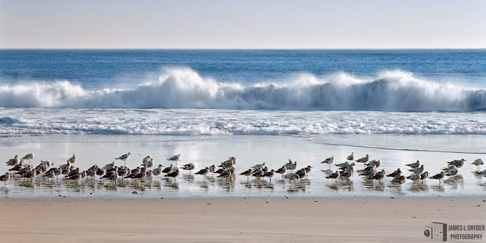 Gulls and Surf