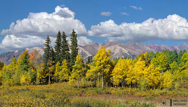 Golden Aspens, Elk Mountains