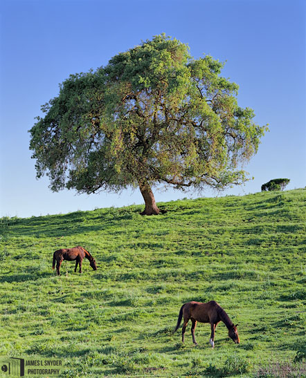 Harmony