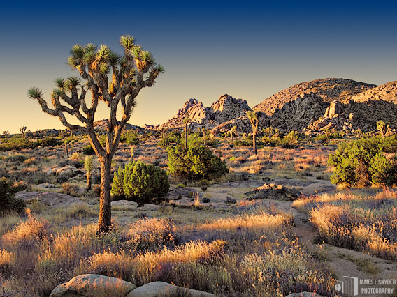 First Light, Desert Garden