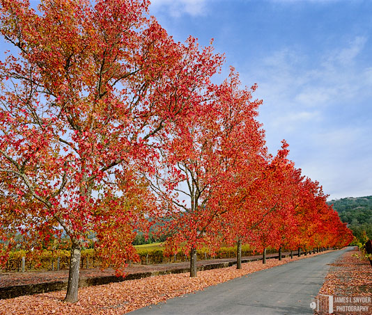 Autumn Pageant, Alexander Valley