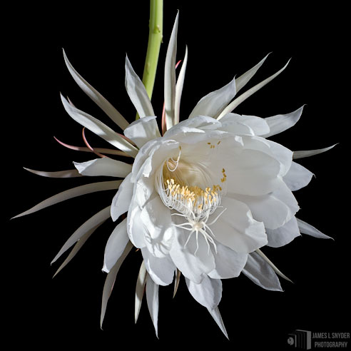 Queen of the Night