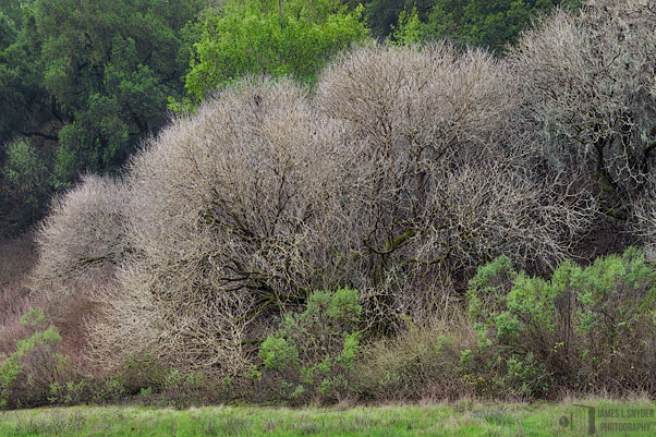 Diaphanous Dormancy