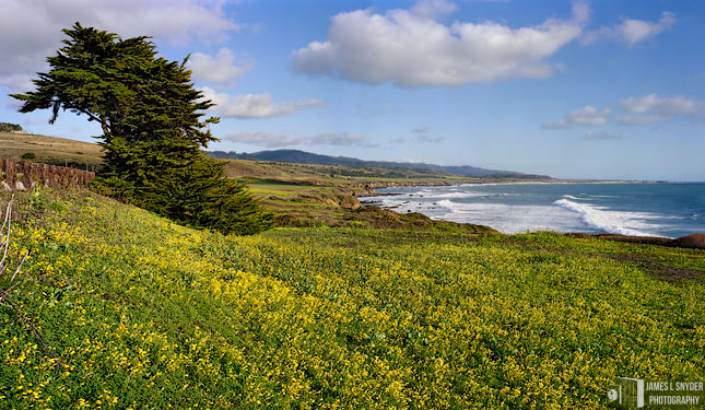 Oxalis and Monterey Cypress