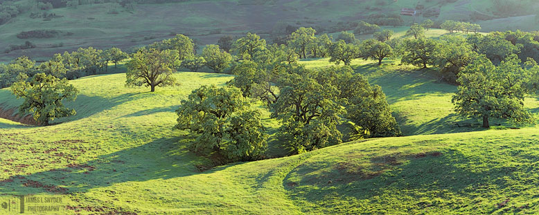 Green Oak Grove and Hills