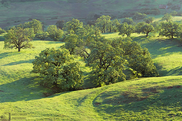 Green Oak Grove