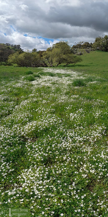 Whiteflower Parade