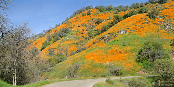 Poppy Mountain