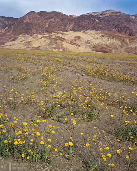 Desert Gold Garden