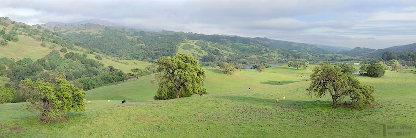 Three Oaks