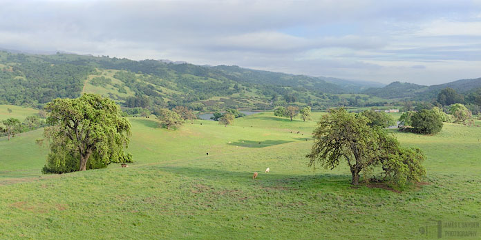 Two Oaks