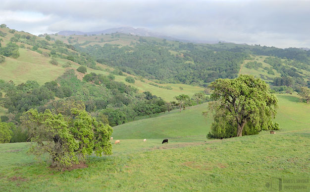 Two Oaks and Grazing Cows