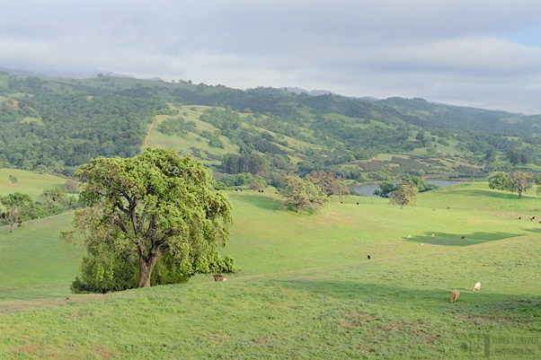 Majestic Oak and Grant Lake