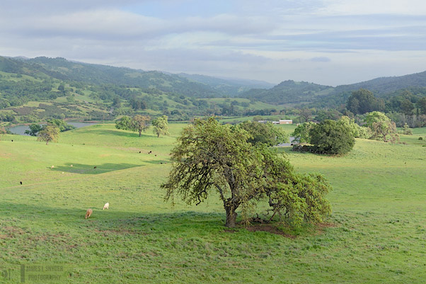 Springtime Idyll