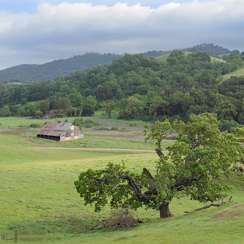 White Barn and Crumbling Oak