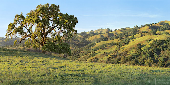 Old Oak at Sundown