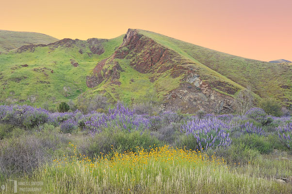 Twilight of the Wildflowers