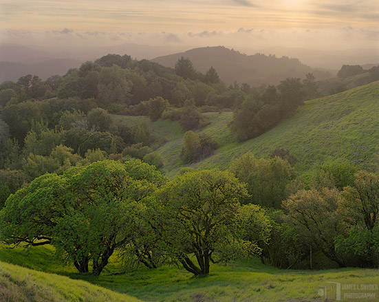 The Buckeye Trees