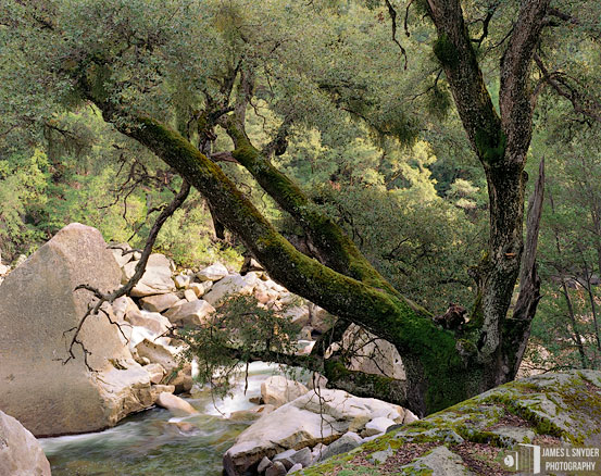 Tanoak over the Merced