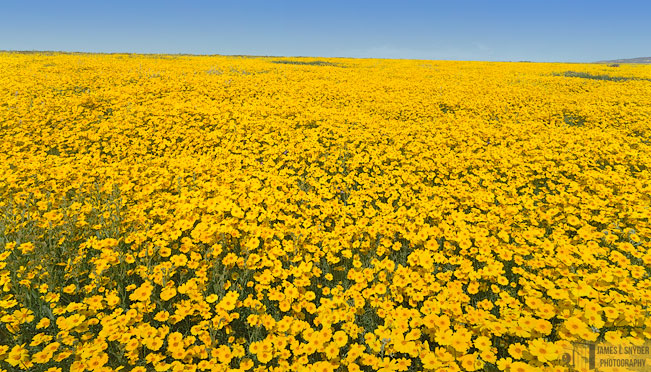 Golden Hill
