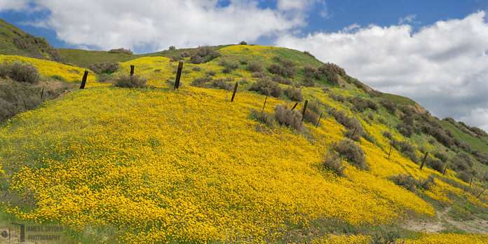 Hillside Daisies