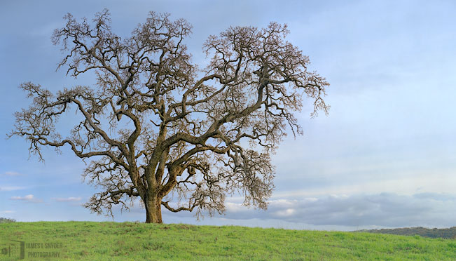 Lone Oak, Evening