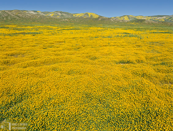 Golden Meadow