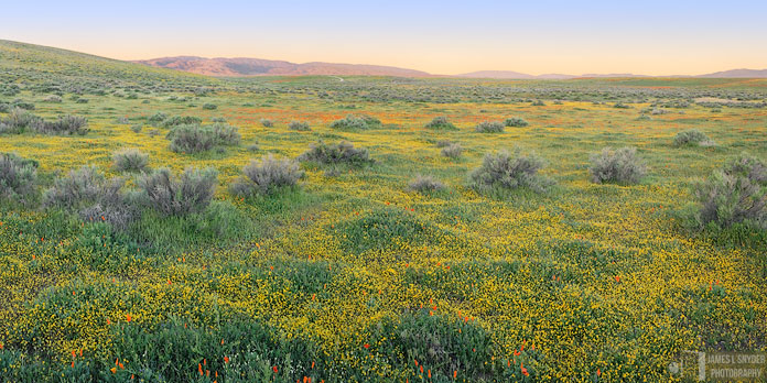 Goldfields Meadow