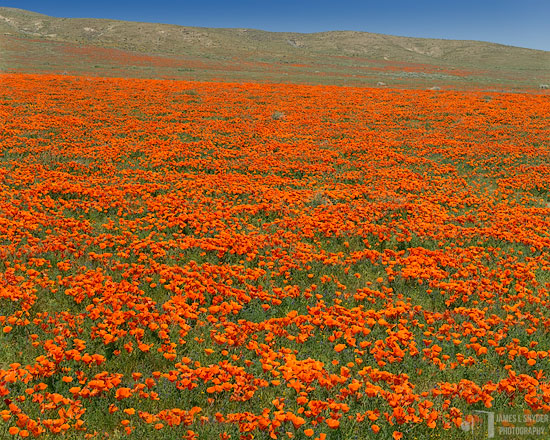 Poppy Meadow