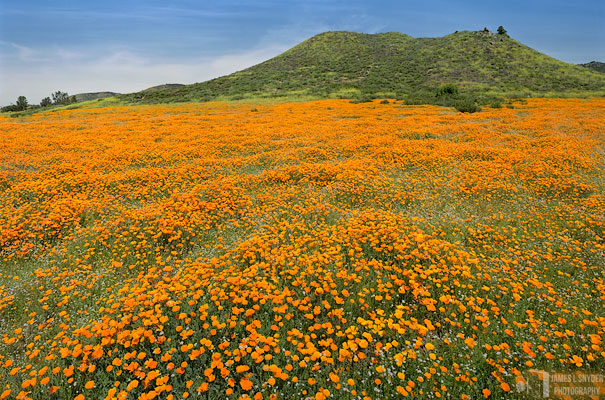 Wildflowers of Wildomar