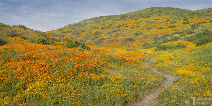 The Garden Path