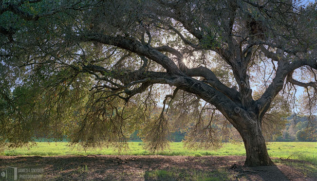 Live Oak, St. Joseph's Meadow